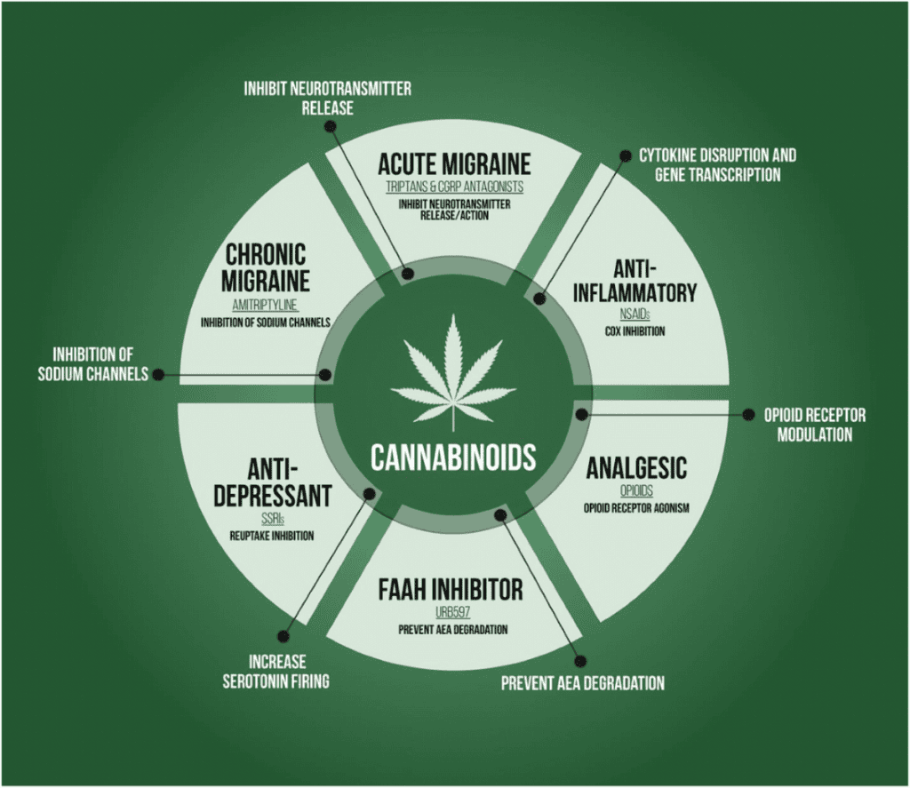 Cannabis Prescription Migraines What Expect